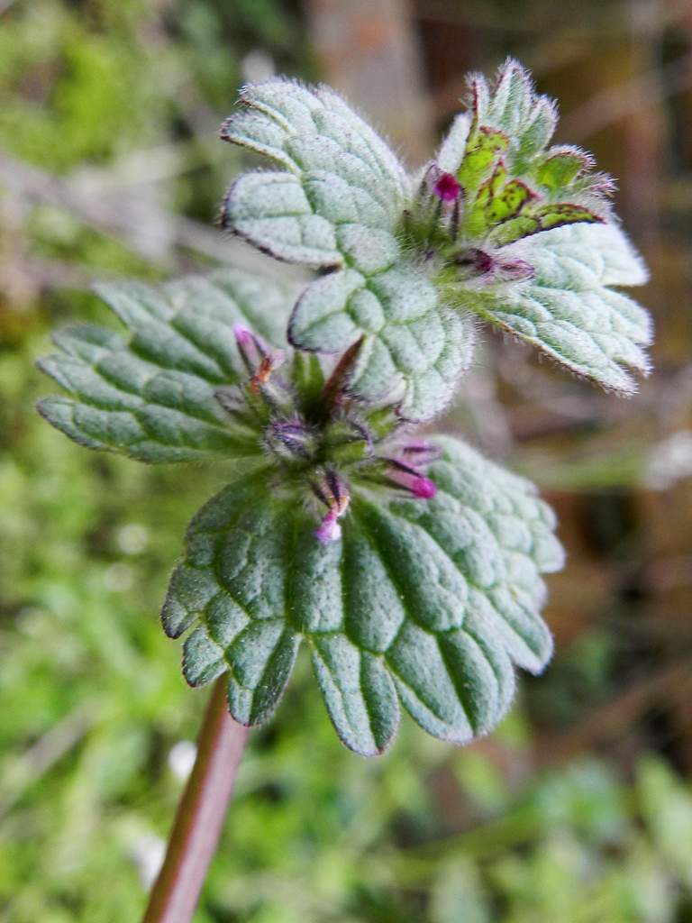 Lido di Venezia (VE) : Lamium amplexicaule